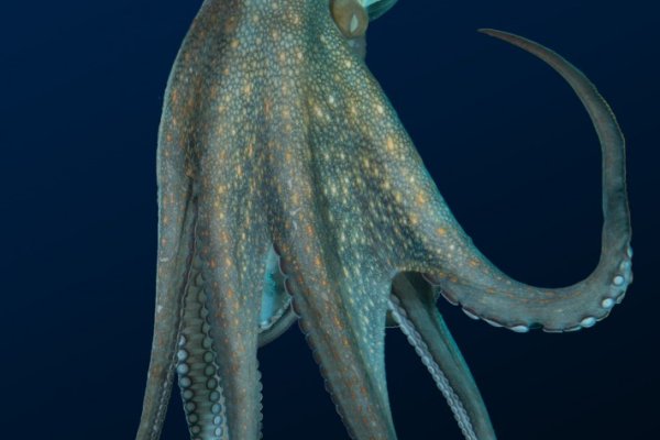 Kraken сайт tor